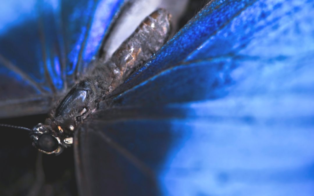 Connaissez-vous l’effet papillon?